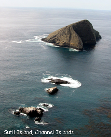 Sutil Isl, Channel Islands